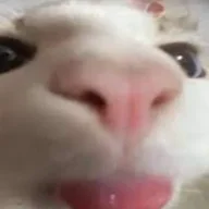 Ishowballs