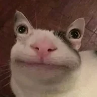 Voidbeaver
